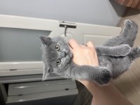 2 aylık orjinal scottish fold yavrular