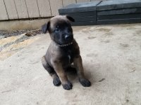 Malinois safkan bebekler her ile yollarım