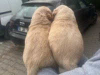 Orjinal Golden Retriever Yavrular