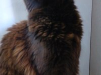 Maine coon yavrular