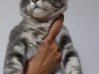 Şecereler ligi renkler gökkuşağı safkan maine coon