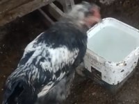Fazlalıktan dolayı sahiplendireceğim horoz