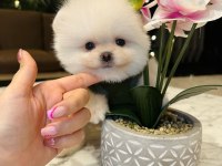 Yakışıklı pomeranian oğlum chıvas