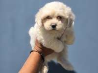 Nadir güzellikte maltese terrier yavrular