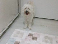 Maltipoo 1.5 yaş