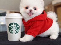 Pomeranian Yavrularımız Gelmiştir