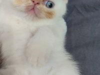 Exotic shorthair erkek