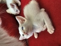 2 AYLIK YAVRU MELEZ KEDİLER