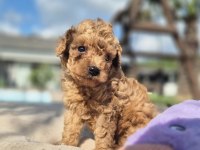 Poodle Çıftliğinden Red Brown Toy Poodle Bebeklerimiz 