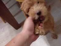 Safkan toy poodle 2 aylık