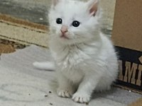 Sevecen british shorthair