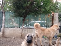 1 tane erkek kangal yavrusu