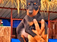 Doberman yavrularımız