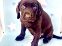 EN GÜZEL LABRADOR BEBEKLER