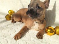 Güzeller güzeli french bulldog bebeklerimiz