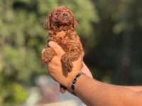 AŞILI ÇİŞ EĞİTİMLİ TOY POODLE BEBEKLER 
