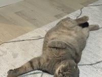 Kedimize çok acil yuva tüm malzemeleri ile beraber
