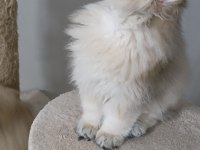 Ny 12 yavru british longhair kedilerimiz