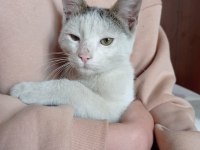YAVRU ERKEK BEYAZ KEDİMİZ