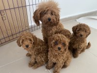 Profesyonel Ruhsatlı Çifrlikden Toy Poodle Yavrular