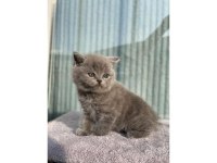 SAFKAN Anne Babadan SON Kalan SAFKAN Yavru British Shorthair