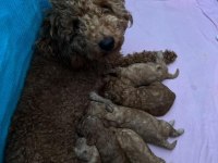 Kendi kızımızın yavruları orjinal red toy poodle
