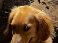 Golden retriever köpeğimiz