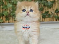 Safkan British Longhair Erkek Golden renkli yavru