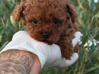 En İyi Poodle Benim Olsun İsteyene