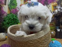 Muazzam Güzellikte A KALİTE Maltese Terrier Yavrularımız