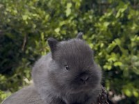 A KALİTE NETHERLAND DWARF YAVRU TAVŞANLAR