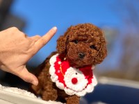 Yakışıklı Poodle Oğlumuz Star