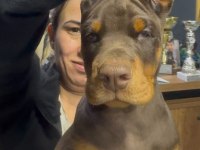 European pedigreli doberman yavrular