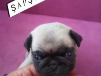 Yavru pug krem