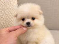 Kar Beyaz Pomeranian Boo 