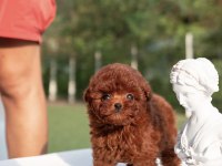 Özel Seçilmiş Poodle Yavrusu