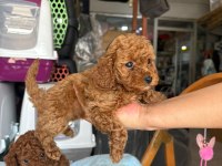 TOY POODLE KÖPEKLER TÜY DÖKMEZ