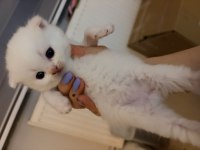 Safkan scottish fold yavrular
