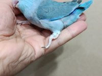 Turkuaz mavi erkek forpus bebek