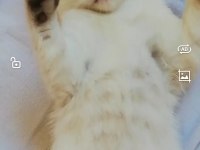 Pendik Evden British Shorthair