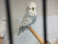 Show jumbo muhabbet kuşları