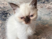 Çikolata Point British Longhair