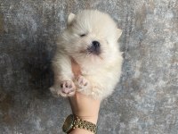 Minnoş pomeranian yavrularımız