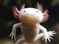 Semender Aksolotl