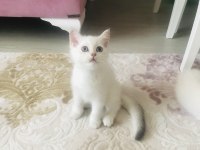 British shorthair yavrumuz sahiplendirilecek