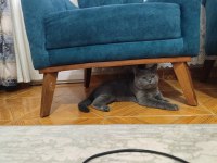 British shorthair 9 aylık