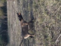 Malinois yavrularımız safkan