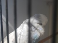 1 rainbow dişi 2 show jumbo erkek 1 show dişi muhabbet kuşu