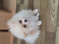 Pomeranian boo 4 aylık