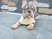 French bulldog köpekler